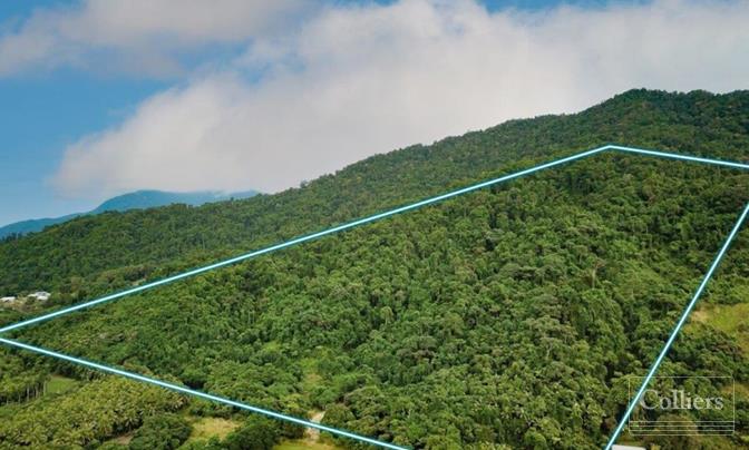 Rainforest Lifestyle - Tropical Paradise - #1