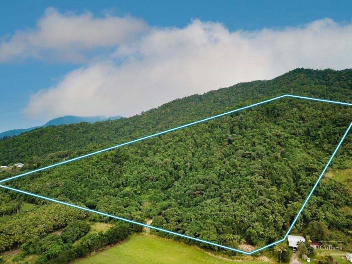 Rainforest Lifestyle - Tropical Paradise - #1