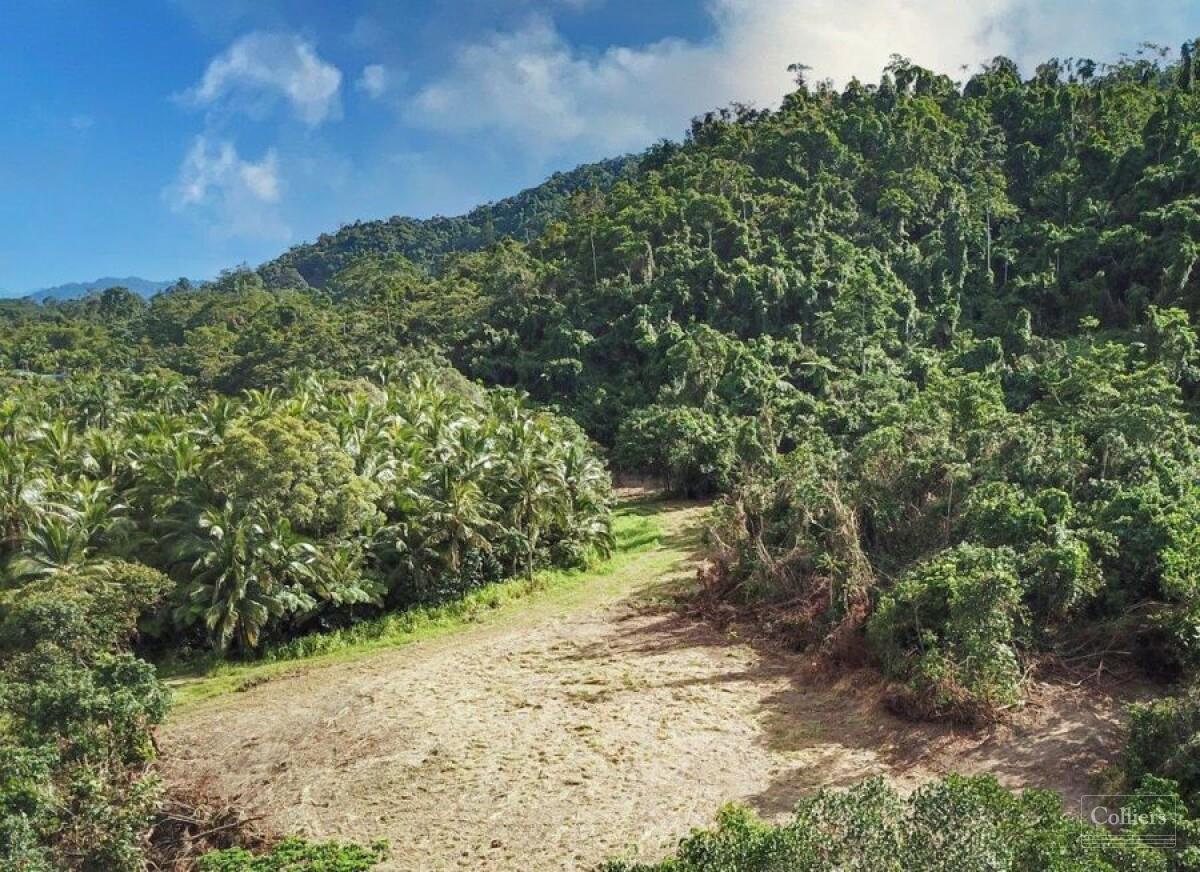 Rainforest Lifestyle - Tropical Paradise - #4