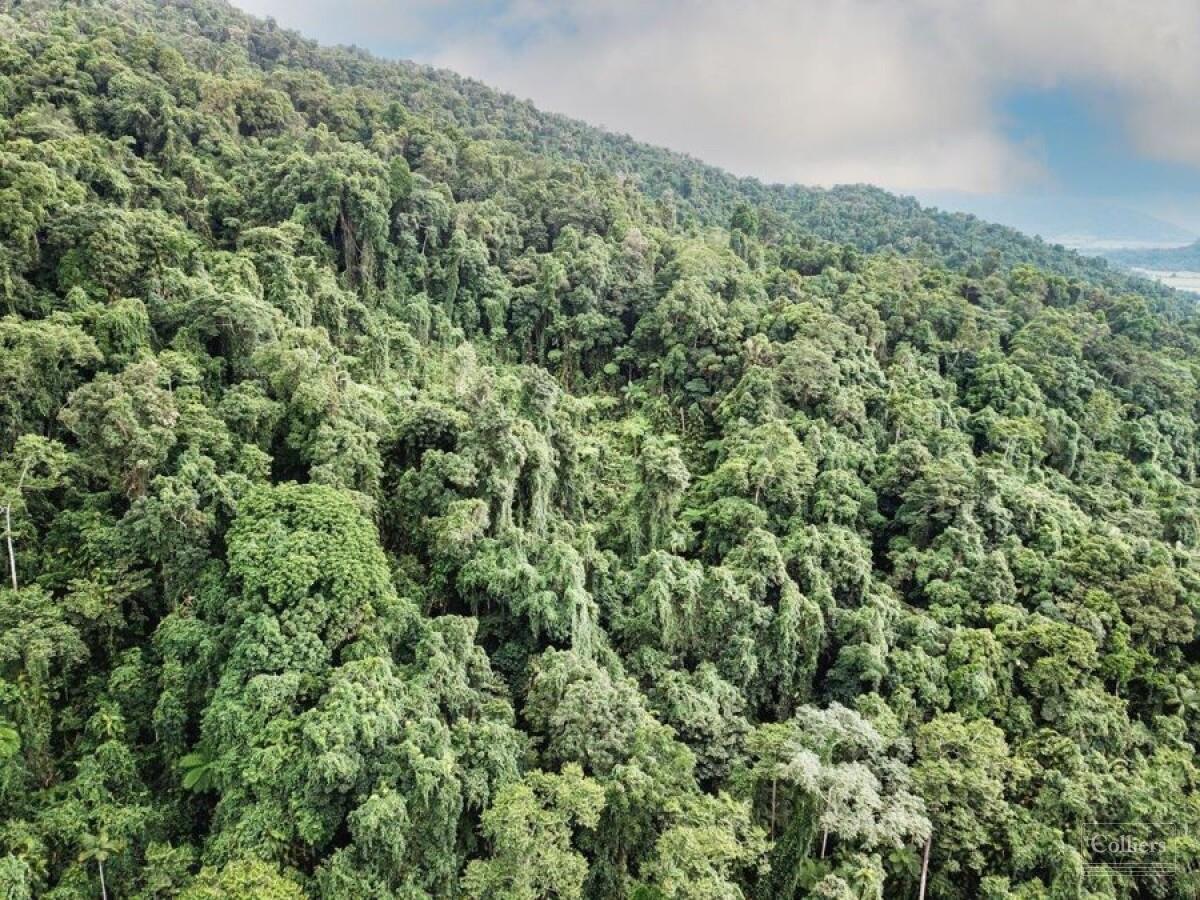 Rainforest Lifestyle - Tropical Paradise - #9