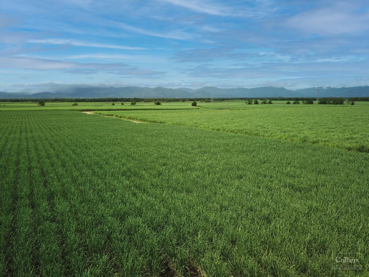 Cane farms & harvesting enterprise - #8