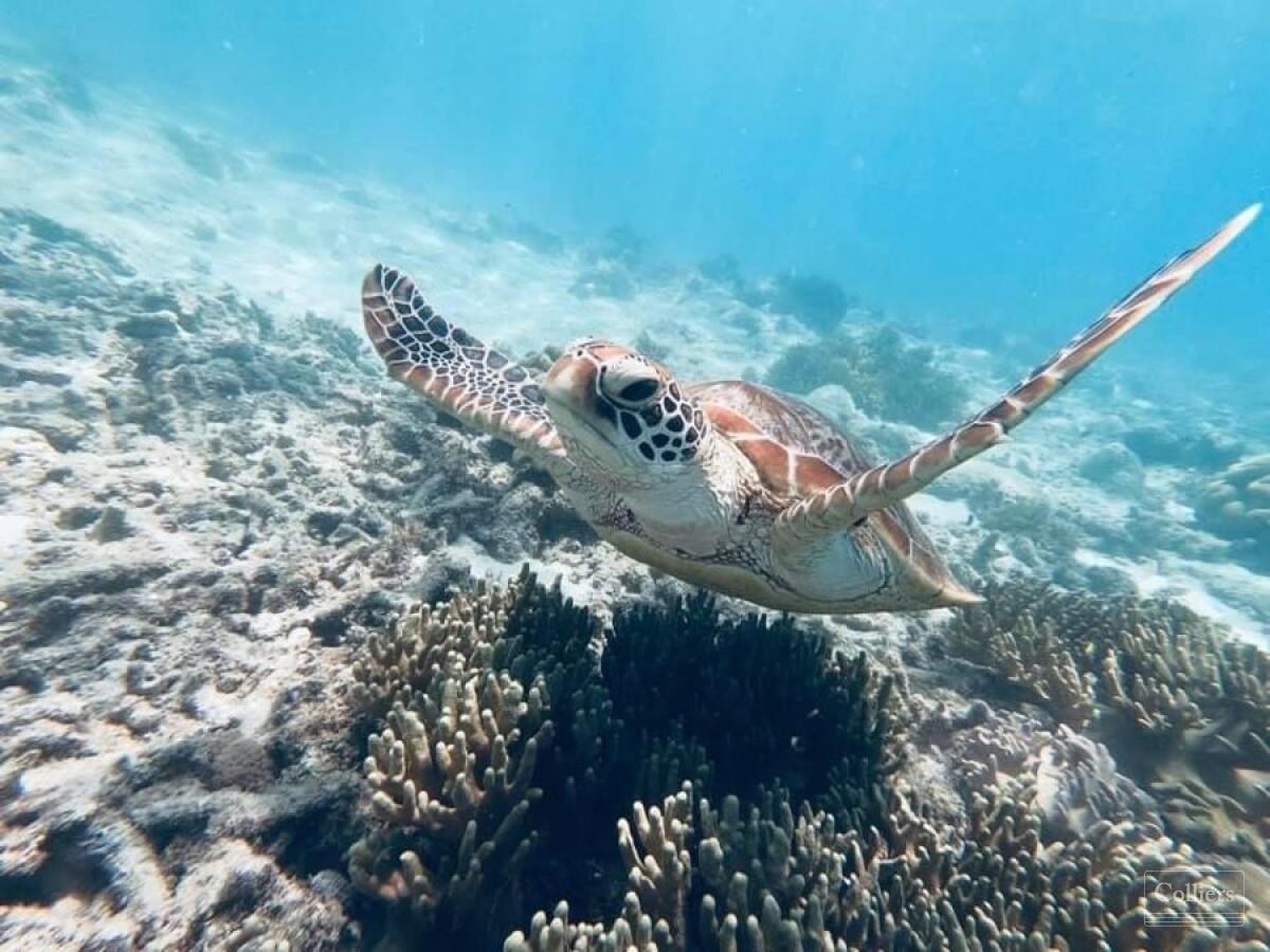 The Last Great Wilderness - Cape York Freehold Rainforest - #21