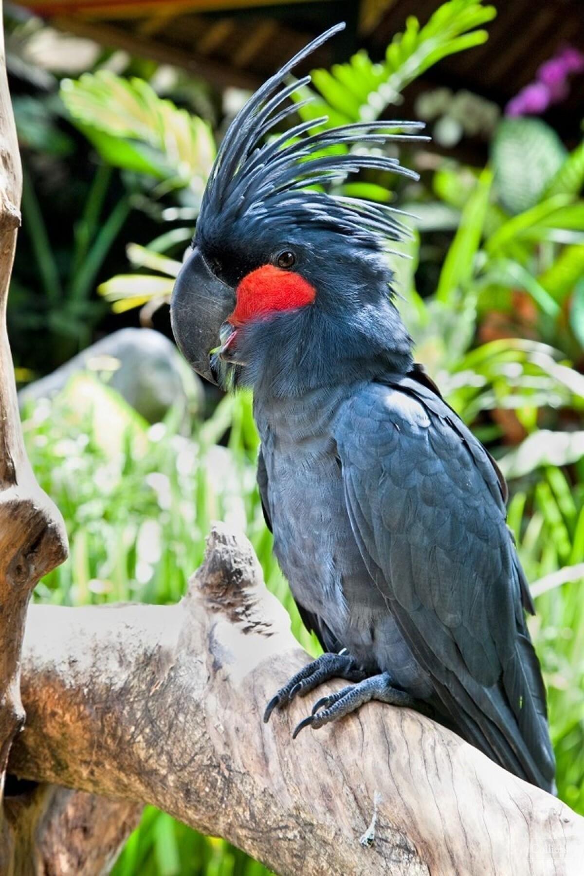 The Last Great Wilderness - Cape York Freehold Rainforest - #12