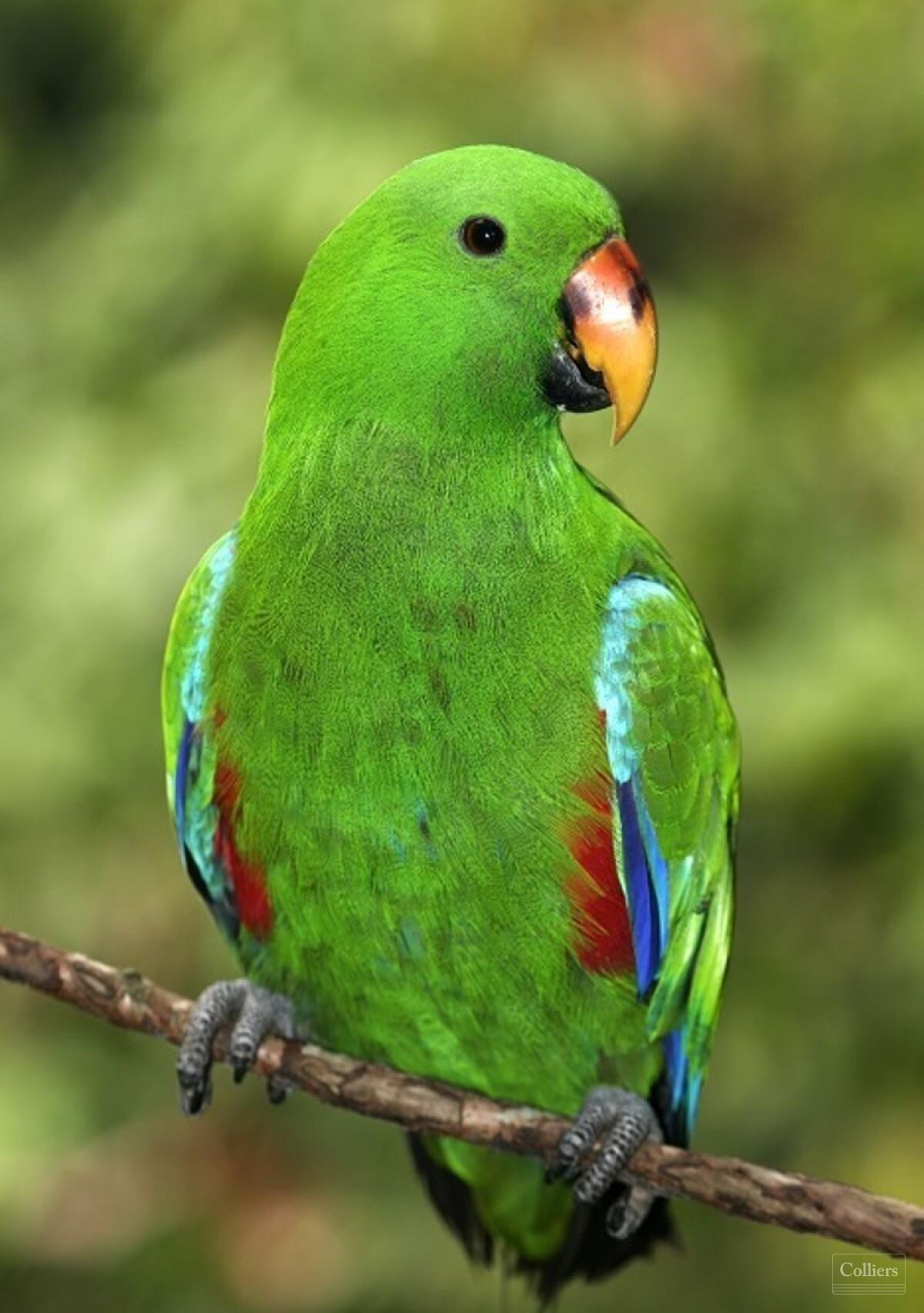 The Last Great Wilderness - Cape York Freehold Rainforest - #13