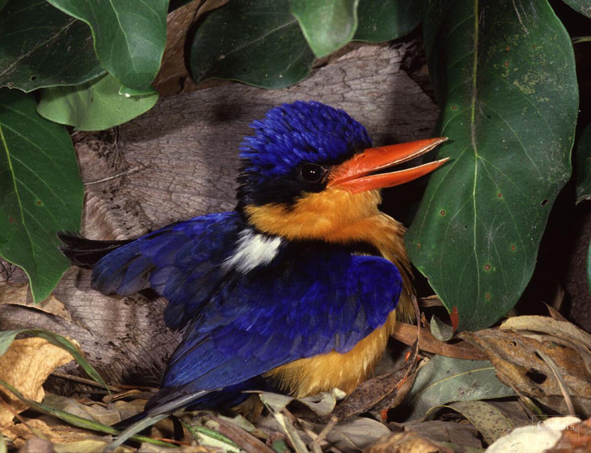 The Last Great Wilderness - Cape York Freehold Rainforest - #17