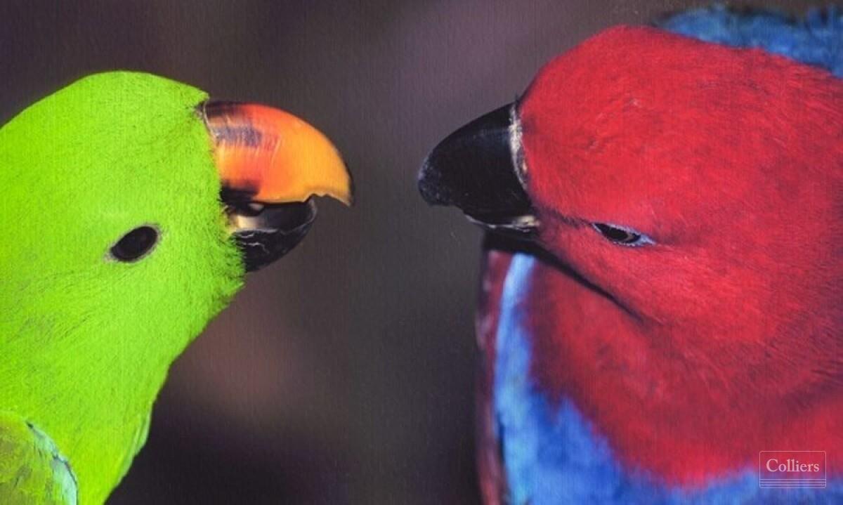 The Last Great Wilderness - Cape York Freehold Rainforest - #15