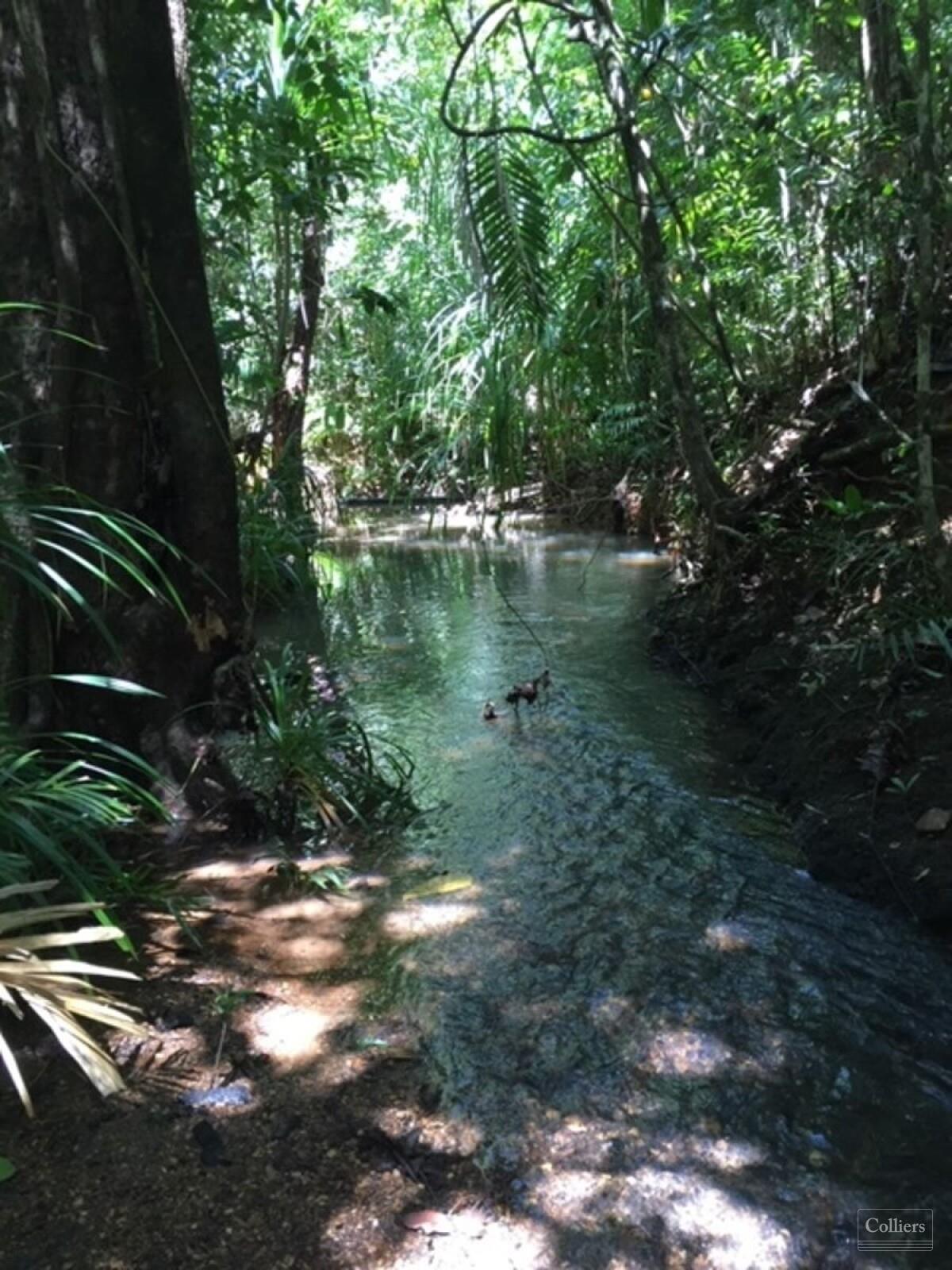 The Last Great Wilderness - Cape York Freehold Rainforest - #11