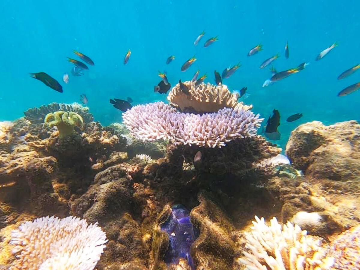 The Last Great Wilderness - Cape York Freehold Rainforest - #23