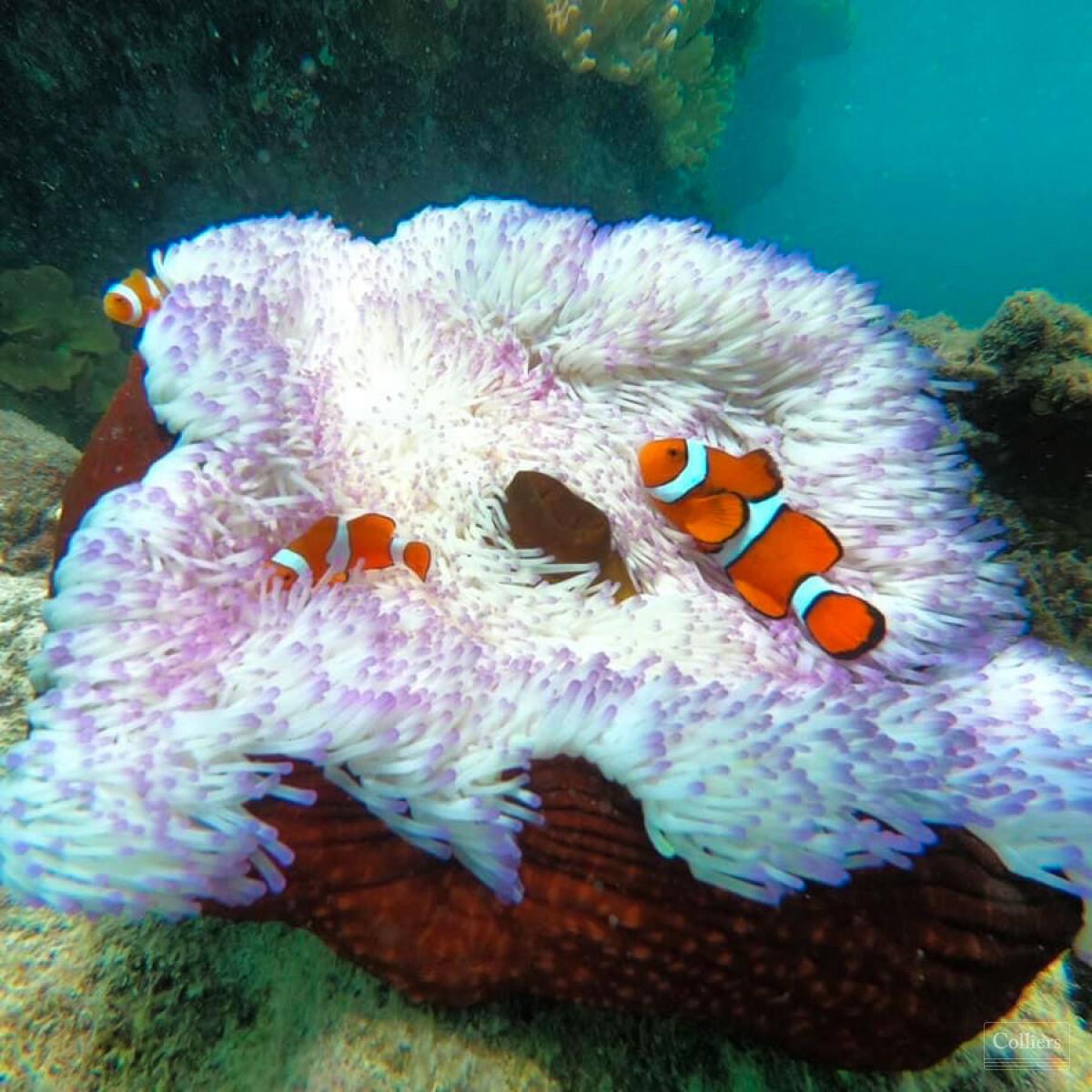 The Last Great Wilderness - Cape York Freehold Rainforest - #22