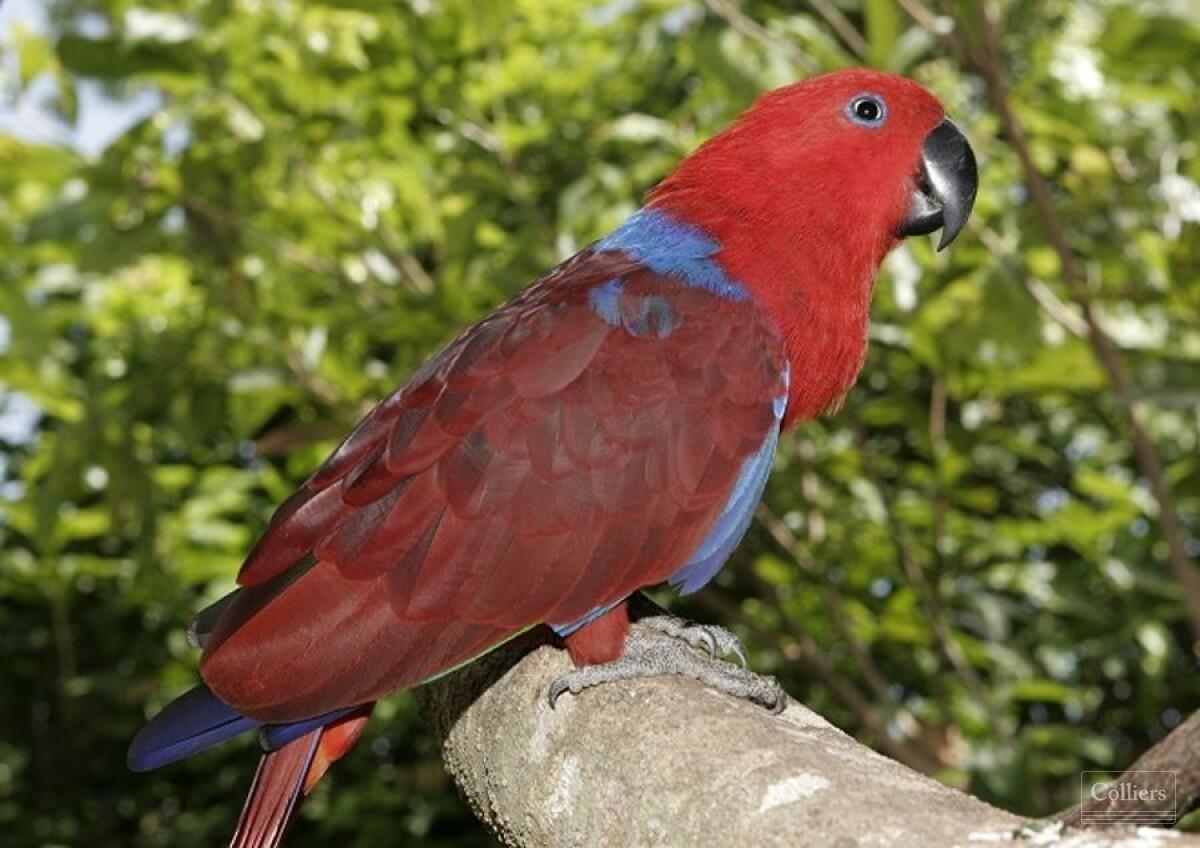 The Last Great Wilderness - Cape York Freehold Rainforest - #14