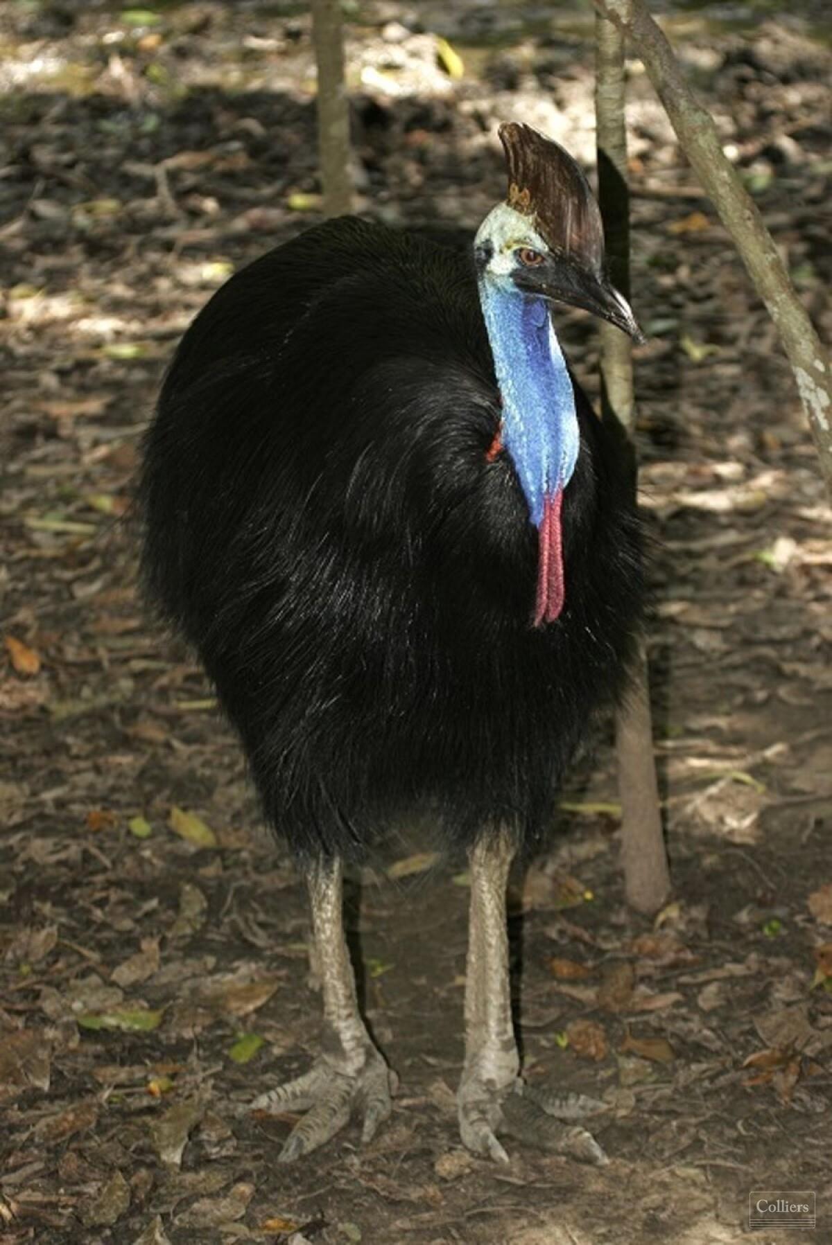 The Last Great Wilderness - Cape York Freehold Rainforest - #16