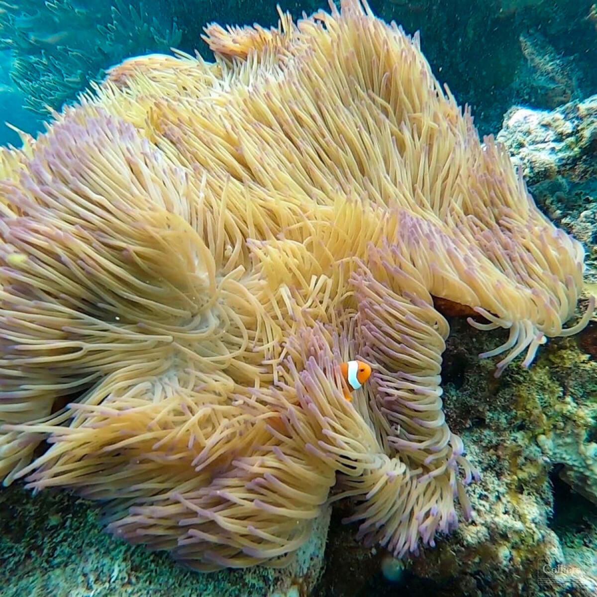 The Last Great Wilderness - Cape York Freehold Rainforest - #18