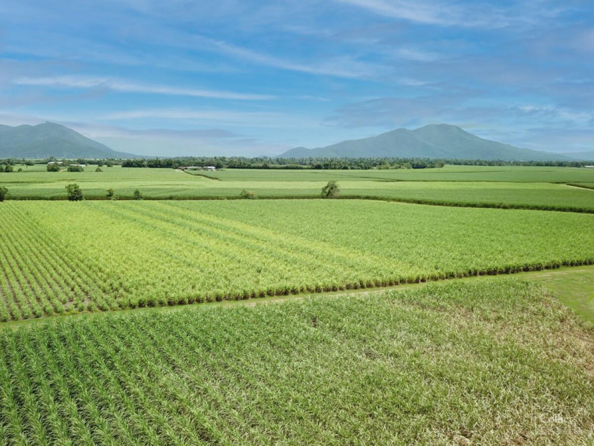 Cane farms & harvesting enterprise - #2