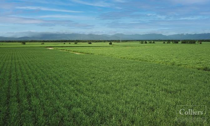 Cane farms & harvesting enterprise - #1